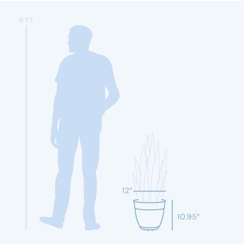 Bloem Dayton Gardening Planter With Saucer Tray, 12 Inch W X 11 Inch H Black In Black