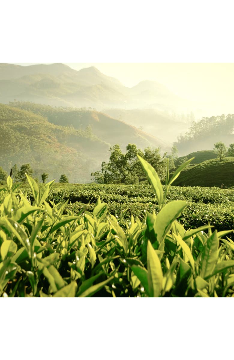 Estée Lauder Luxury Collection Tender Light Eau de Parfum, Alternate, color,