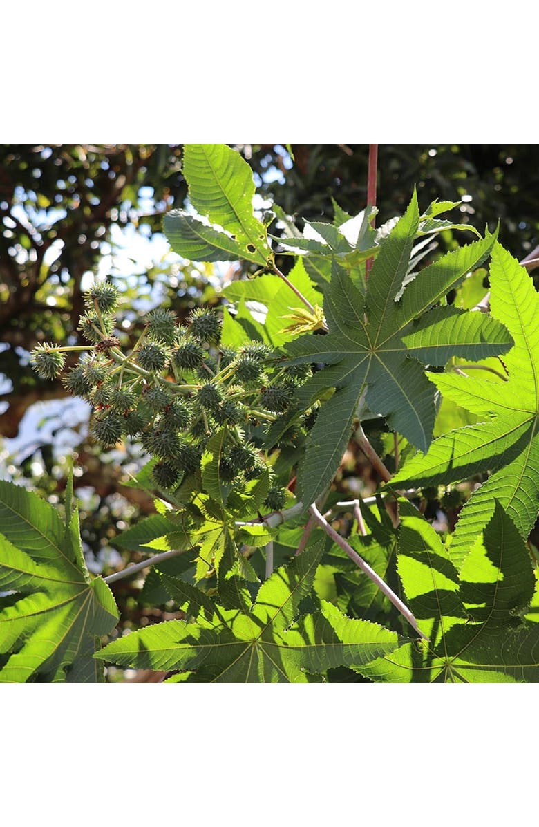 EvasHair Haitian Black Castor Oil, Alternate, color, Brown