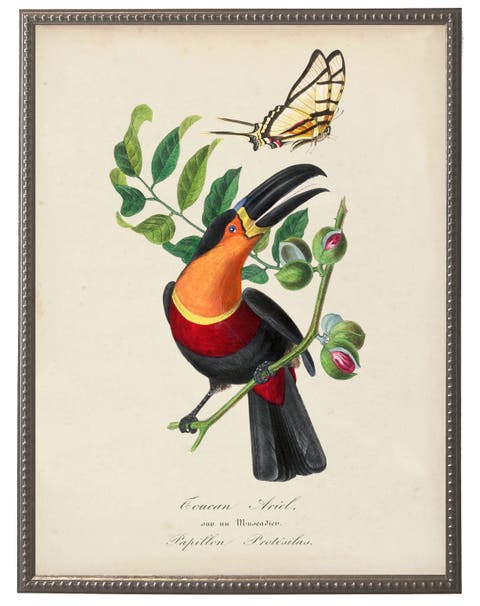 Vintage Toucan And Flower Print On A Distressed Background In Frame