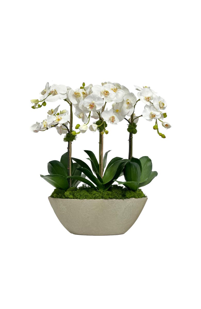 Winward Home Orchid In S. Oval Planter, Main, color, 