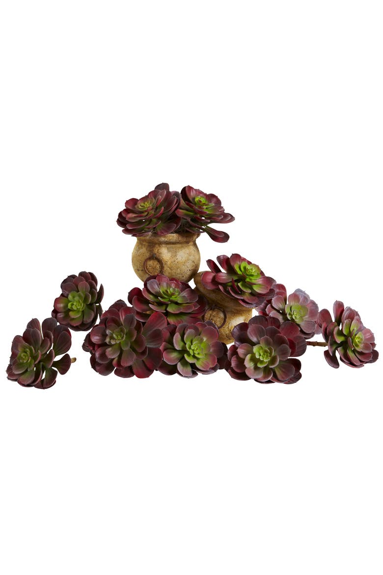 6-in Echeveria Succulent, Main, color, Burgundy