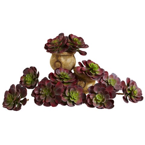 6-in Echeveria Succulent (Set of 12)