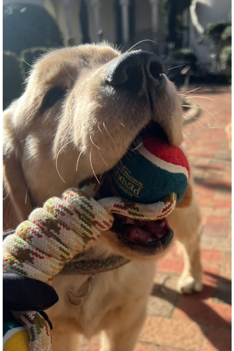 Lasso Rope Dog Toy, Alternate, color, BEIGE