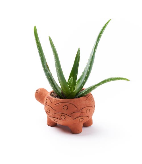 Matr Boomie Rakshana Plant Pot In Multi