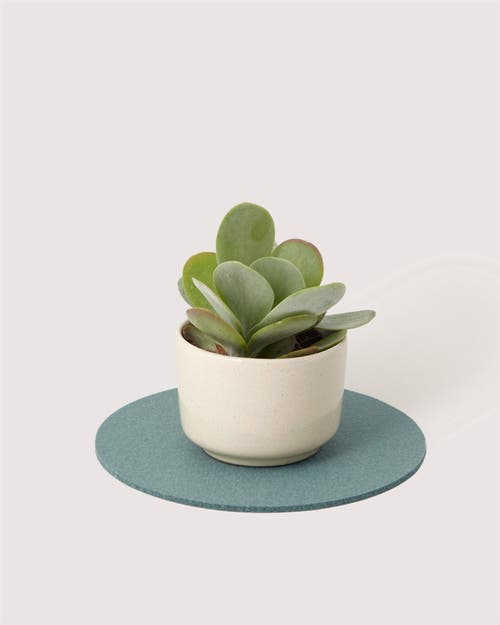 Graf & Lantz Graf Lantz Merino Wool 10" Round Trivet In Green