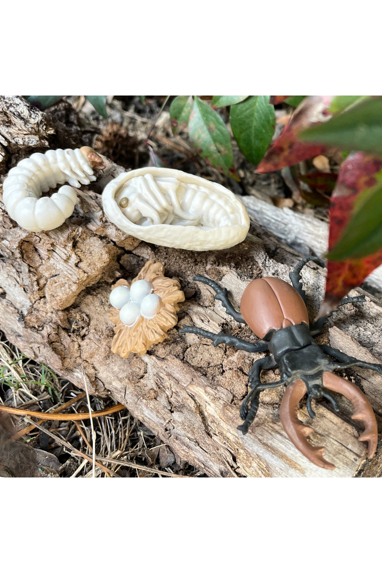 Life Cycle Of A Stag Beetle, Alternate, color, No Color