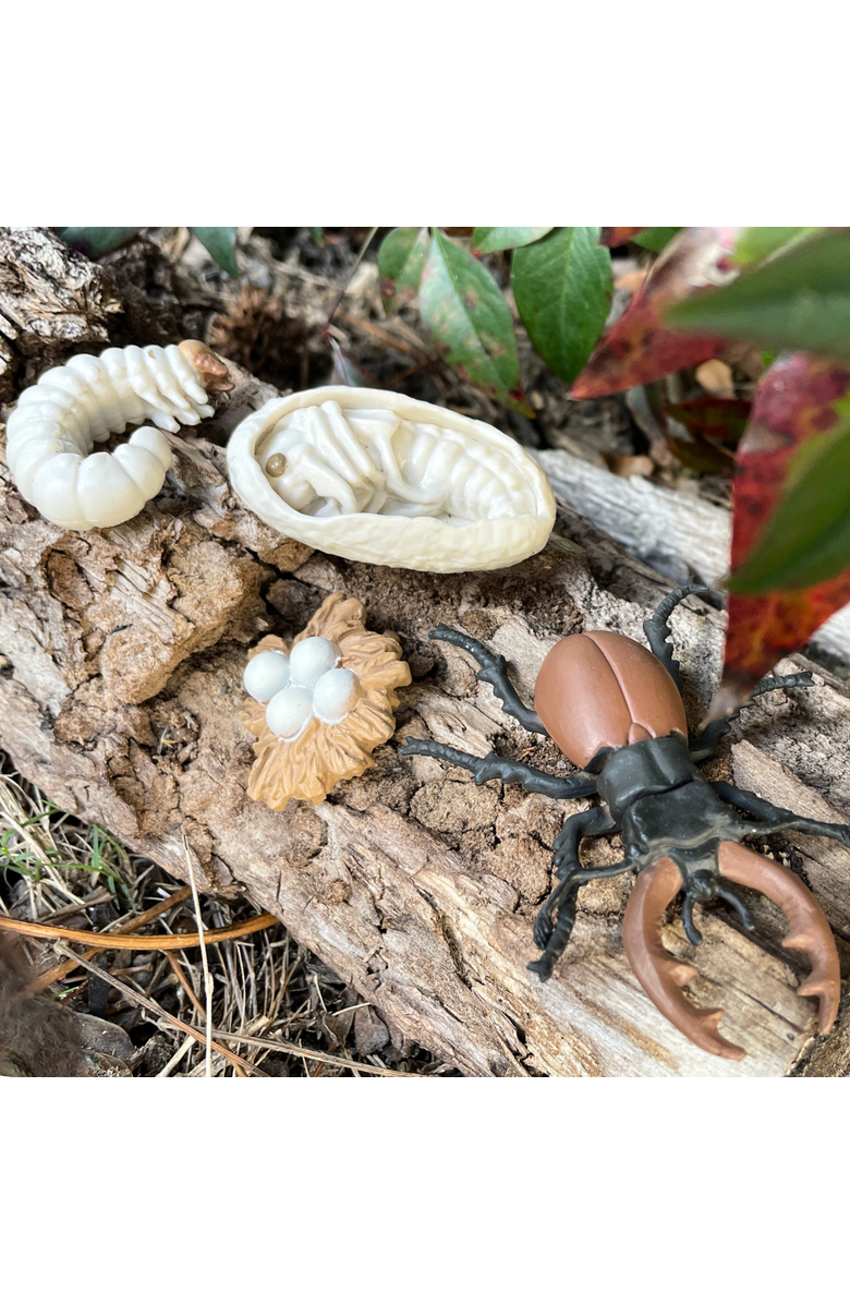 Safari Ltd. Life Cycle Of A Stag Beetle, Alternate, color, NO COLOR