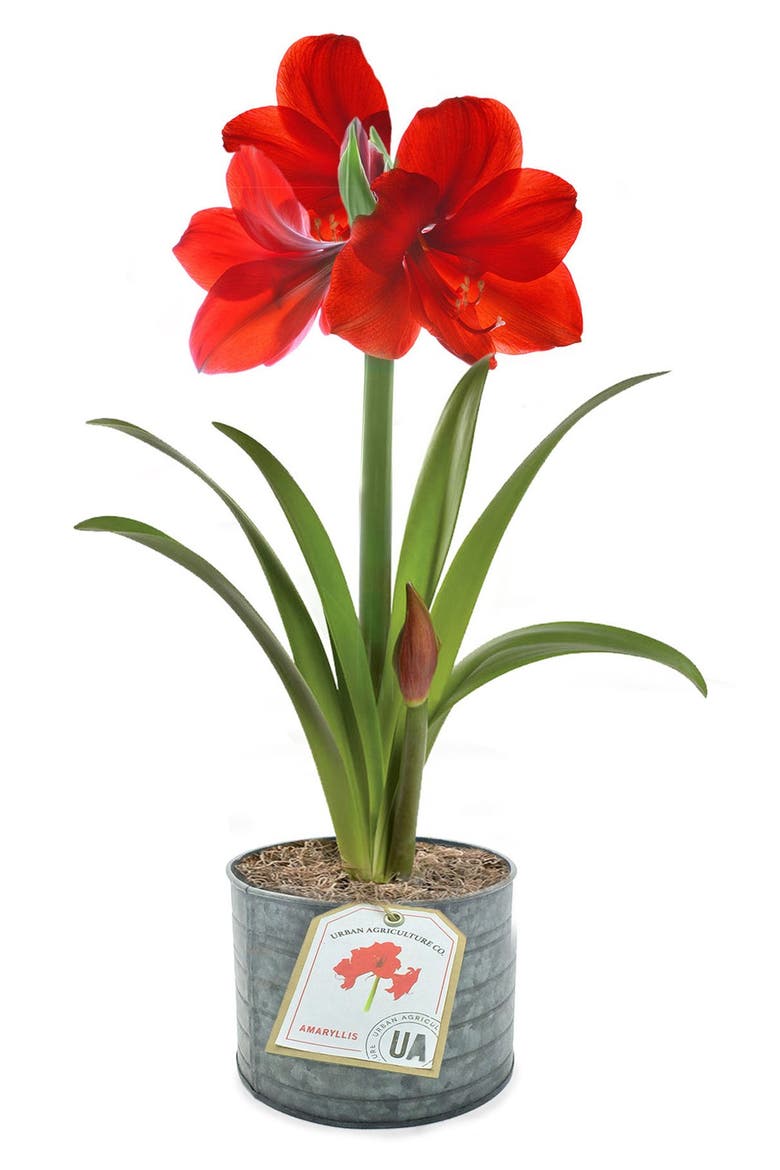 The Urban Agriculture Company Live Red Amaryllis Bulb in a Tin, Main, color, RED