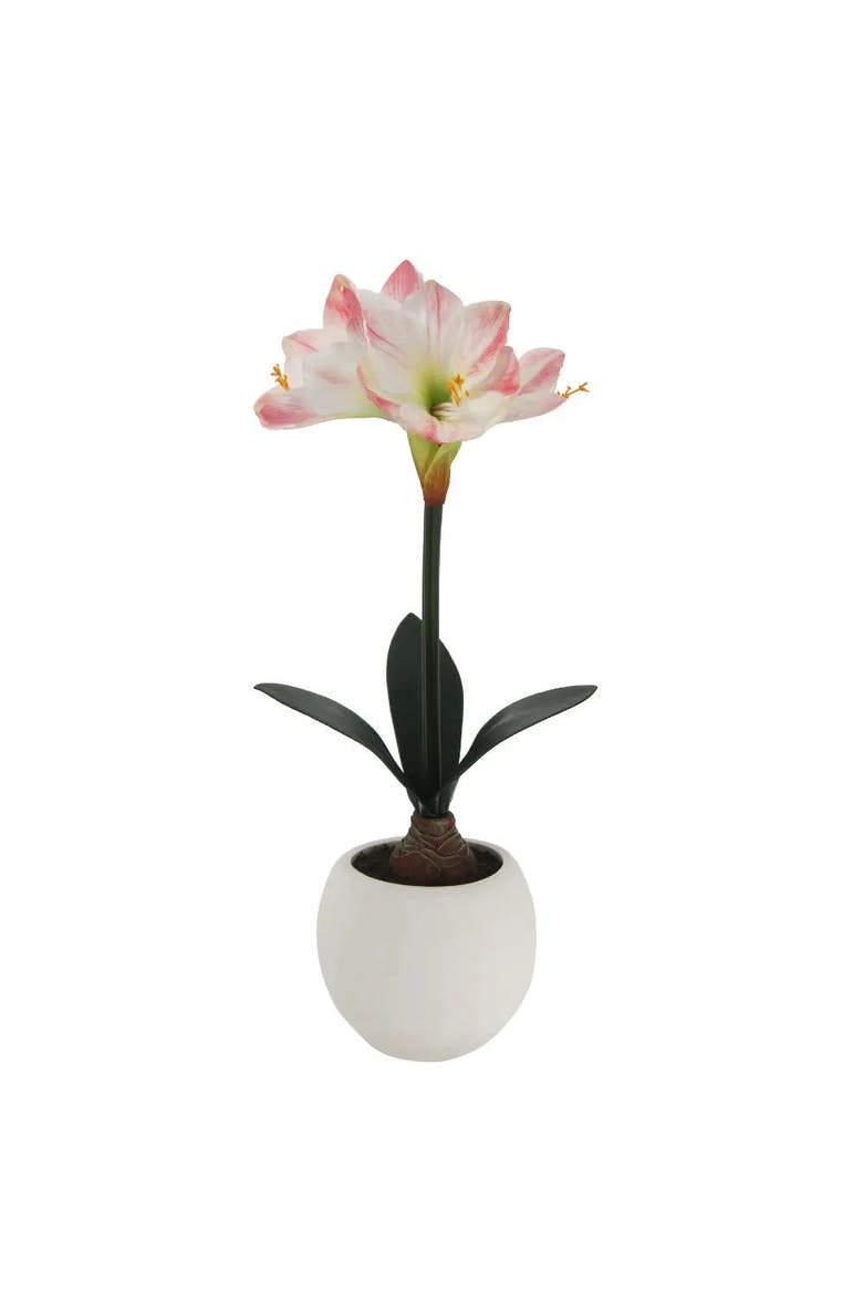 24" White & Pink Amaryllis Bulb in Round Pot, Main, color, White & Pink