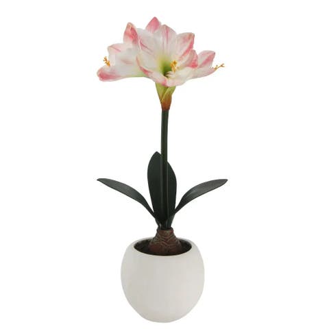 24" White & Pink Amaryllis Bulb in Round Pot