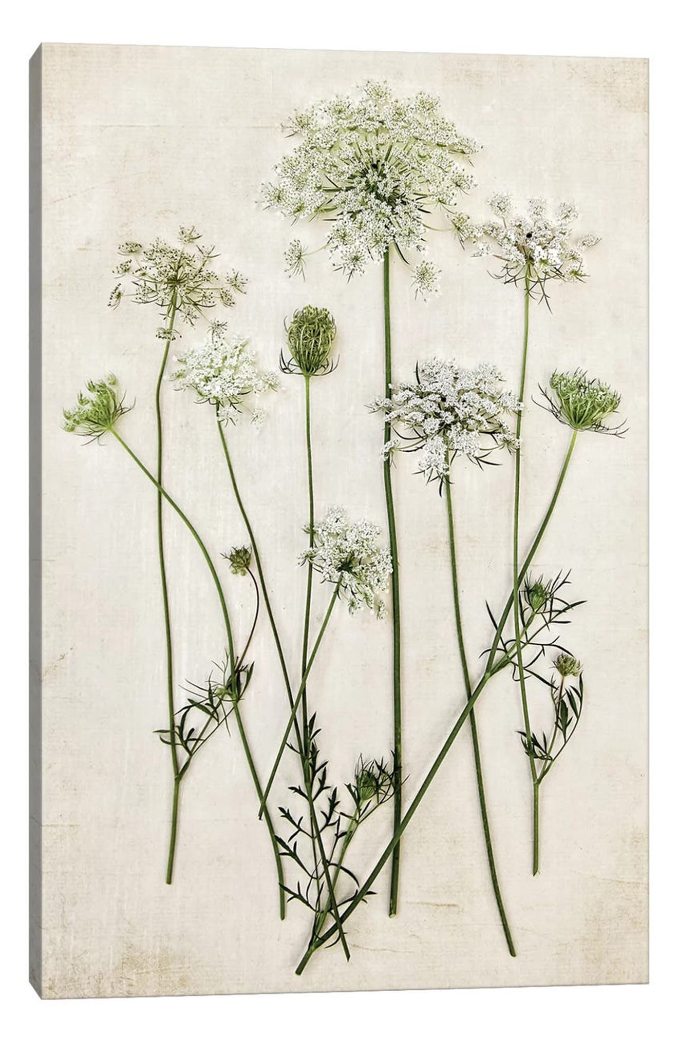 iCanvas Queen Annes Lace by Debbra Obertanec Canvas Wall Art
