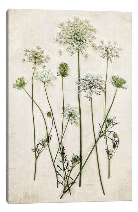 Queen Annes Lace by Debbra Obertanec Canvas Wall Art