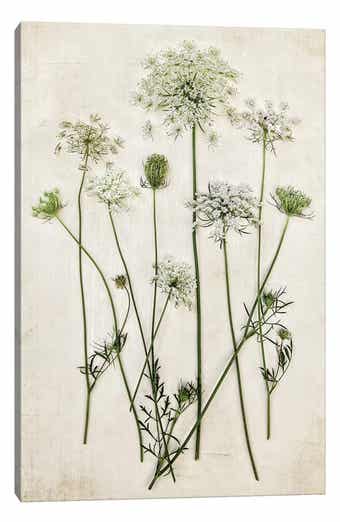 iCanvas Queen Annes Lace by Debbra Obertanec Canvas Wall Art