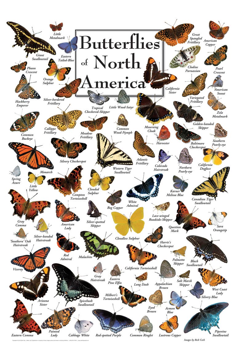 Butterflies 1000 Piece Jigsaw Puzzle, Alternate, color, Multicolor