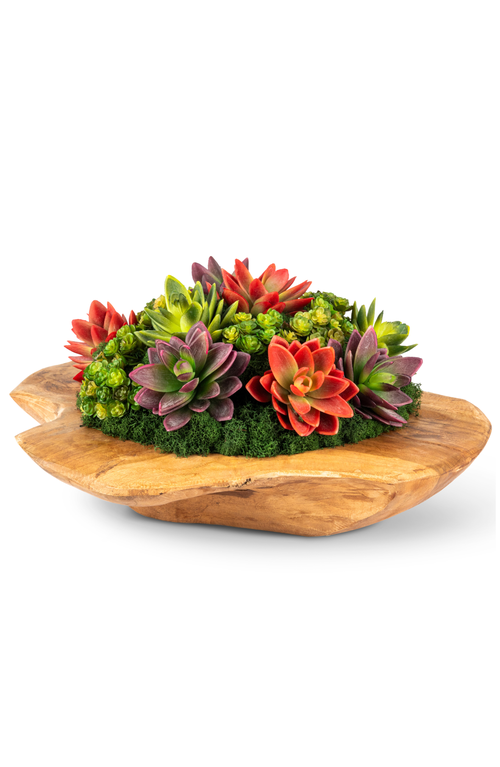 Cocobella Mojave Wooden Bowl Succulent Arrangement