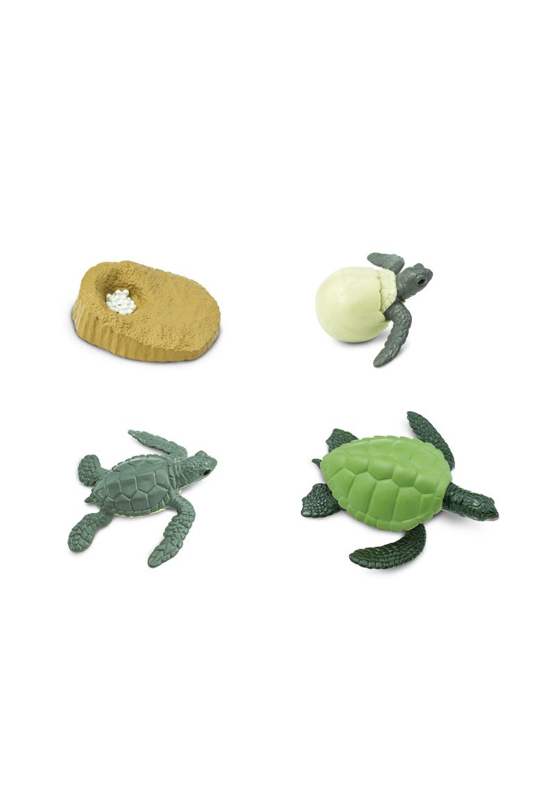 Life Cycle Of A Green Sea Turtle, Alternate, color, No Color