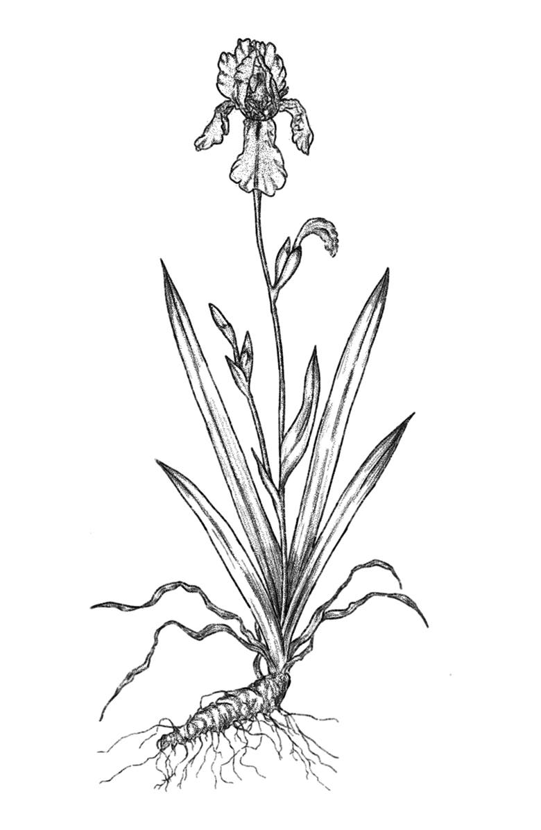 AMOUAGE Lilac Love Eau de Parfum, Alternate, color,