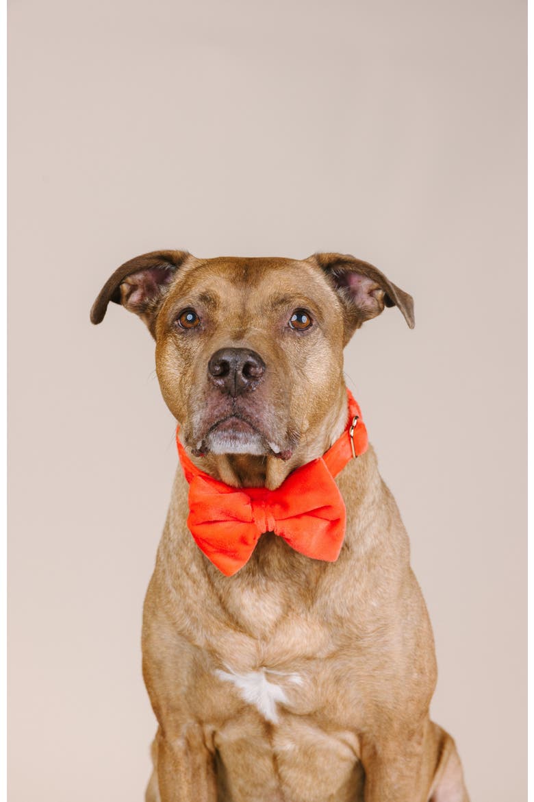 Suki Bow Tie, Alternate, color, Suki