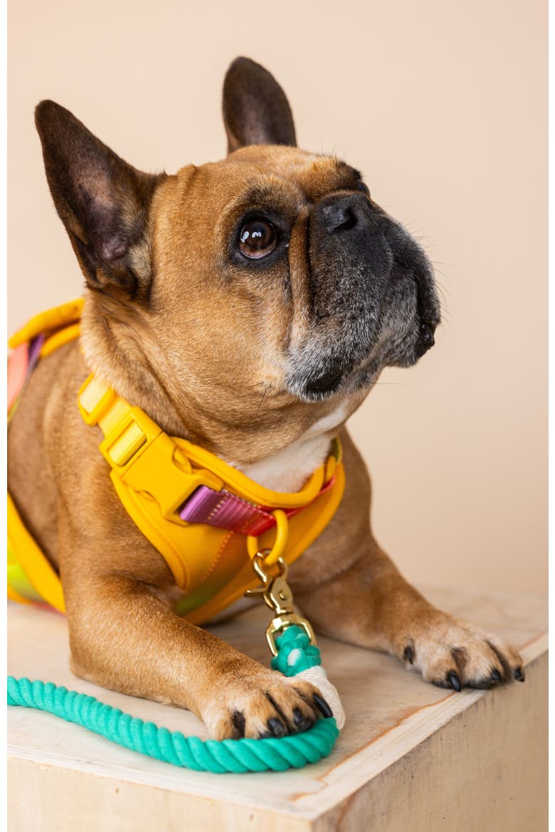 Kenna Dog Harness, Alternate, color, Kenna