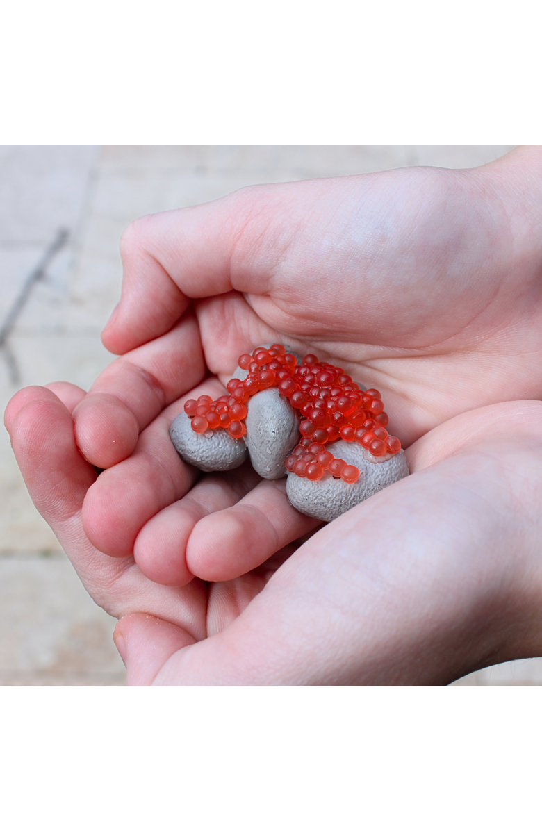 Safari Ltd. Life Cycle Of A Salmon, Alternate, color, 