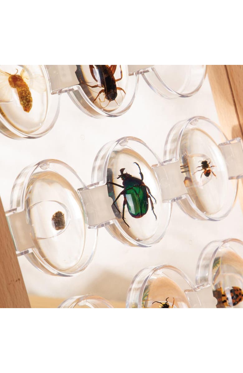 Kaplan Early Learning Company Specimen Stones Bugs - 9 Pieces, Alternate, color, Clear