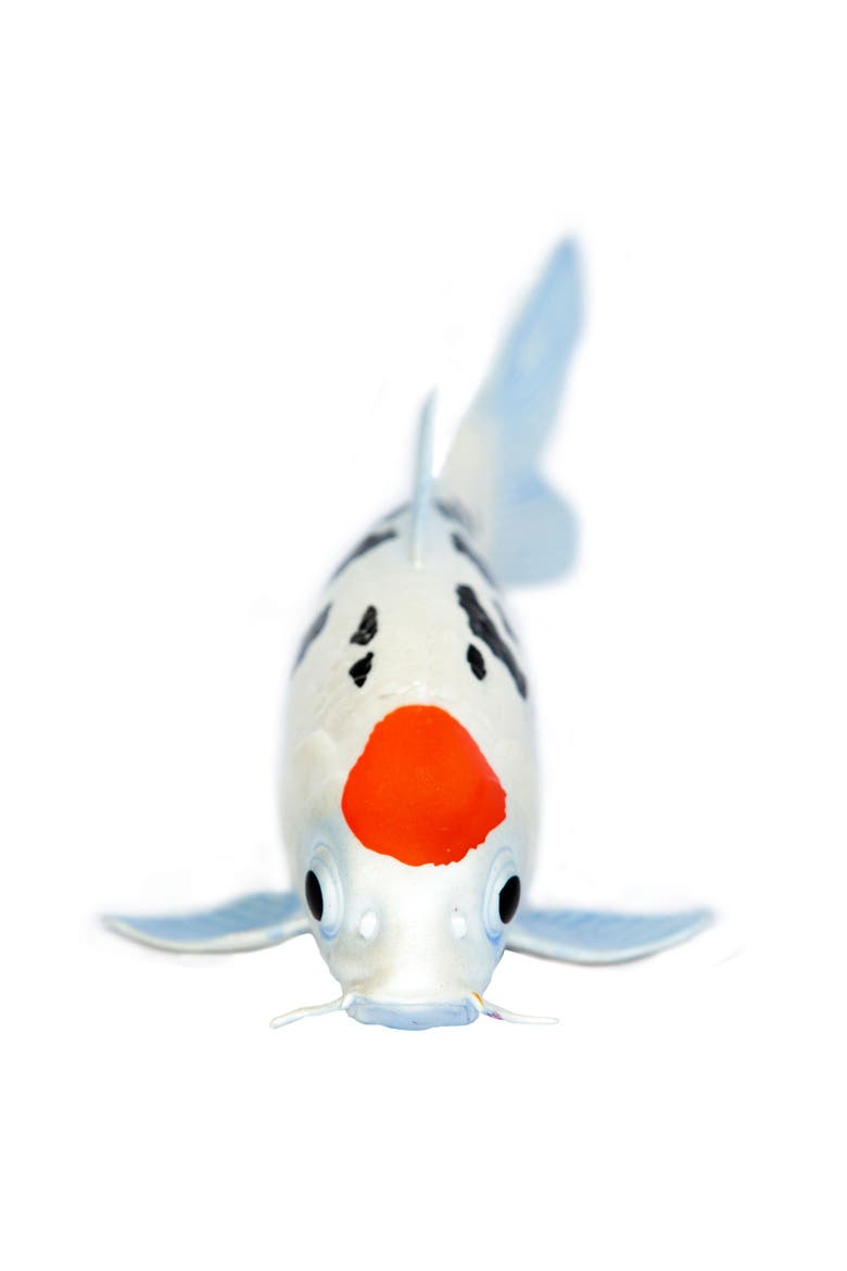 Koi Fish - Tancho Toy, Alternate, color, No Color