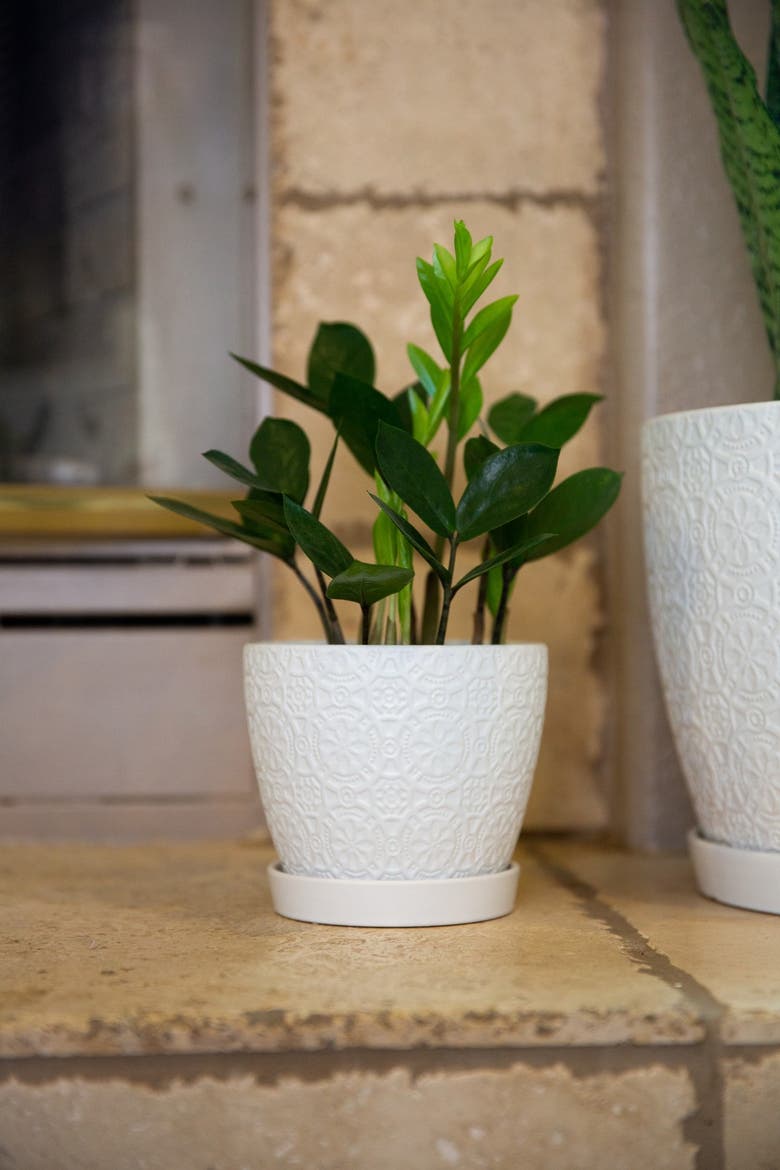 Matte White 5.75-Inch Cathedral Ceramic Saucer Planter, Alternate, color, MATTE WHITE