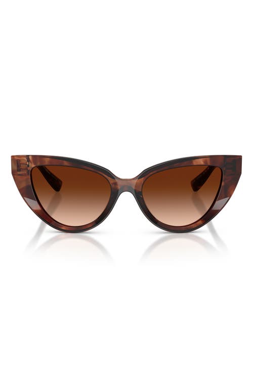 Dolce & Gabbana Dark Red Havana Acetate Sunglasses In Brown