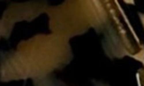 Ficcare Crown Headband In Animal Print