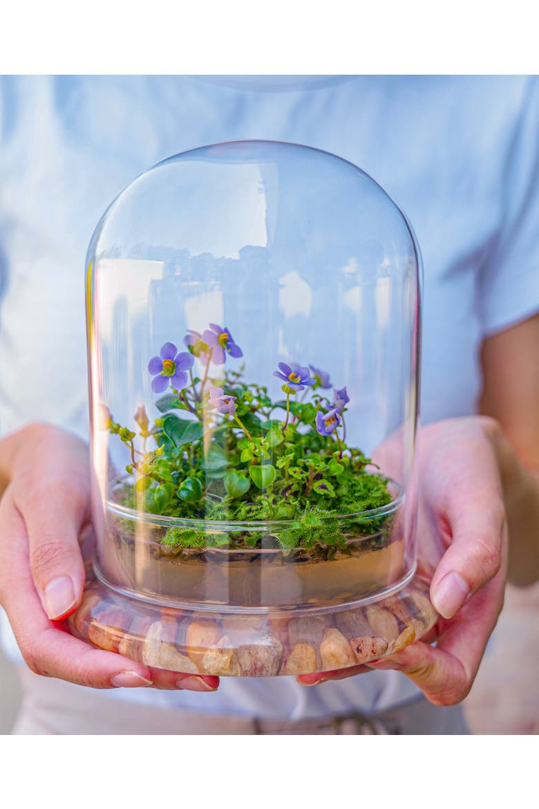 Persian Violet Live in Terrarium Jar, Alternate, color, Purple