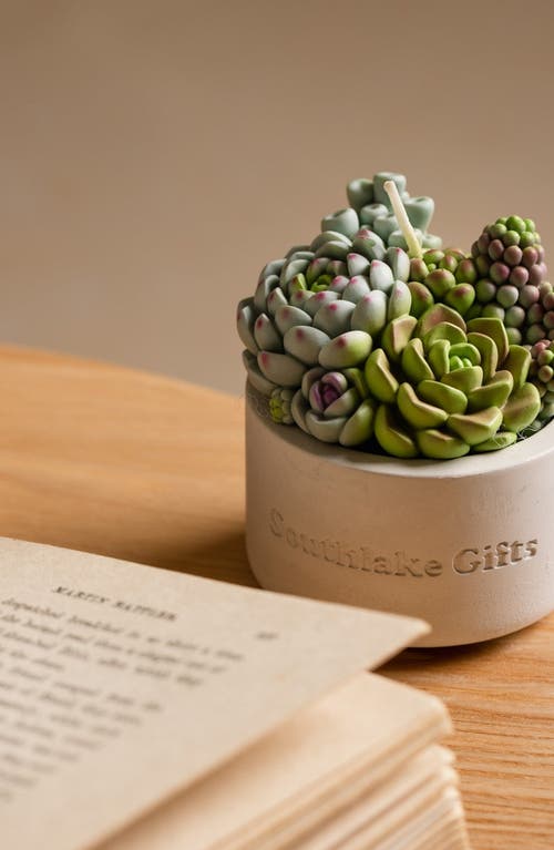Southlake Gifts Assorted Succulent Candle With Concrete Vessel In Light Gray/off-white
