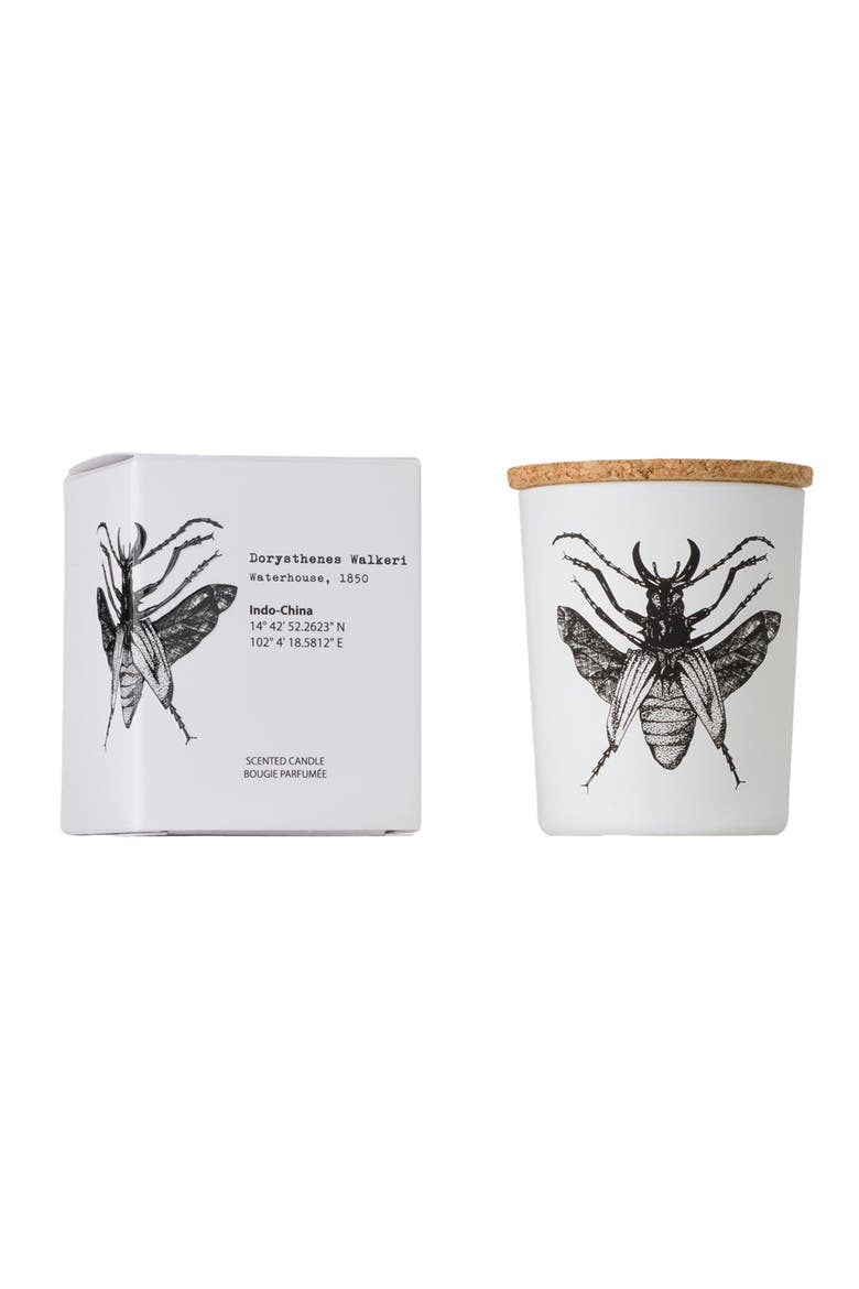 Insect Candle In Jar 2.65 Ounce, Main, color, Dorysthenes Walkeri