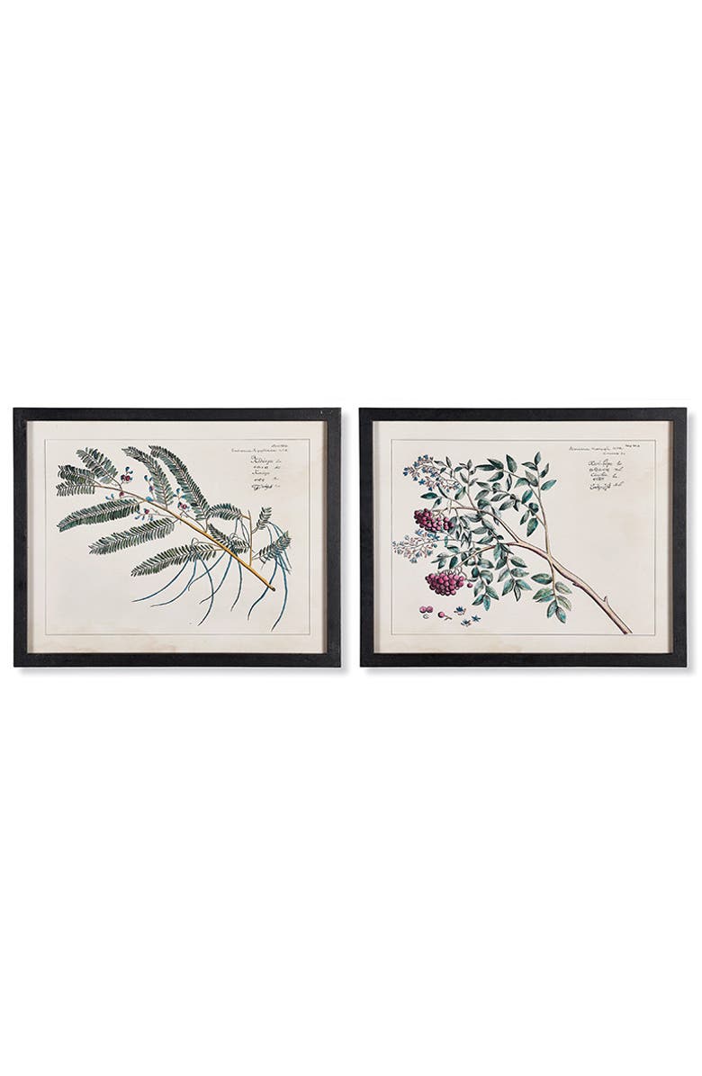 Napa Home & Garden Berry Branch Botanical Study, Set Of 6, Alternate, color, 