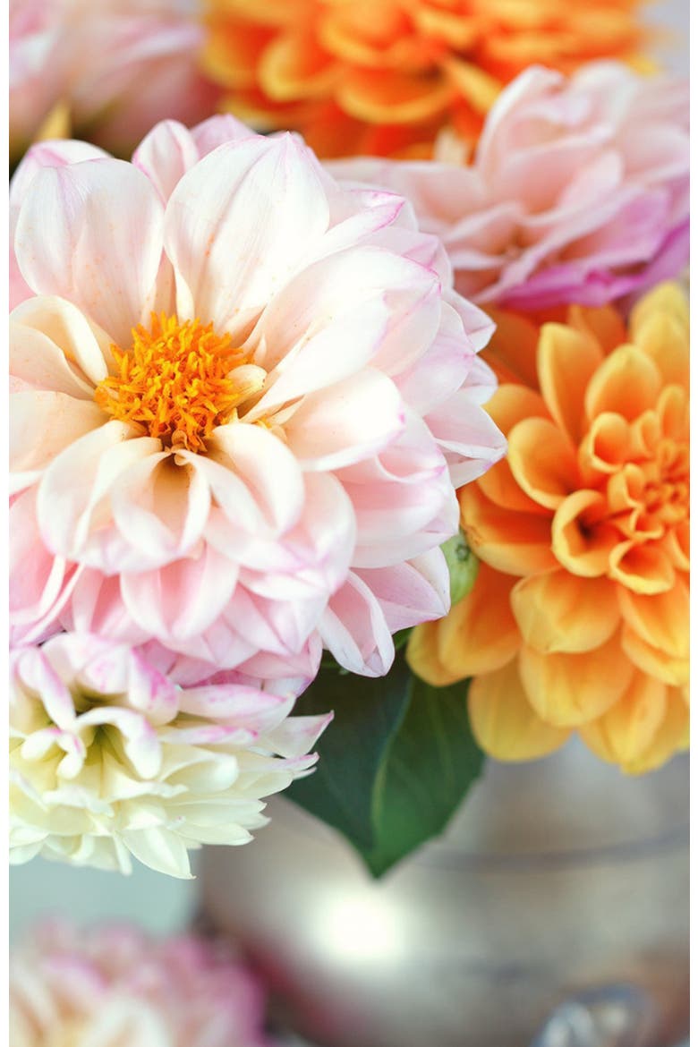 Darling Dahlia Paint by Numbers Kit, Alternate, color, Orange / Pink