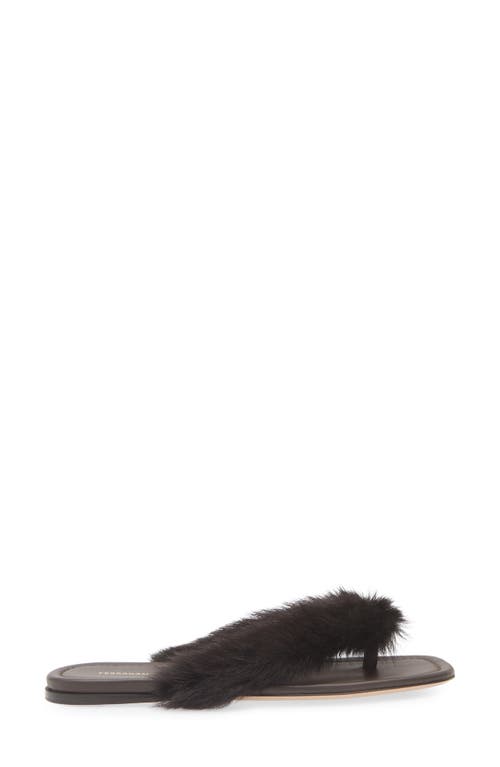 Ferragamo Loly Genuine Shearling Flip Flop In Brown