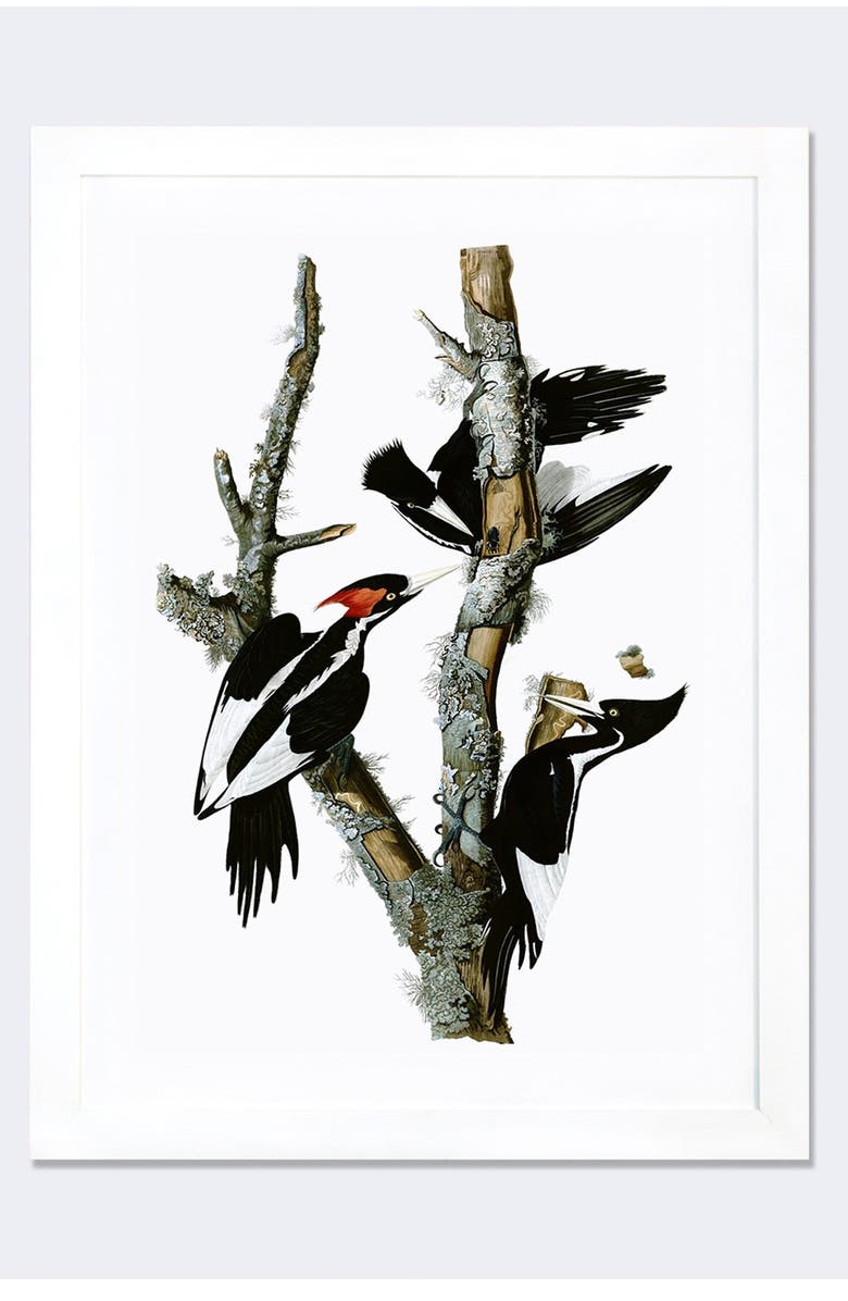 iCanvas 'Ivory Billed Woodpecker' Framed Fine Art Print, Main, color, 
