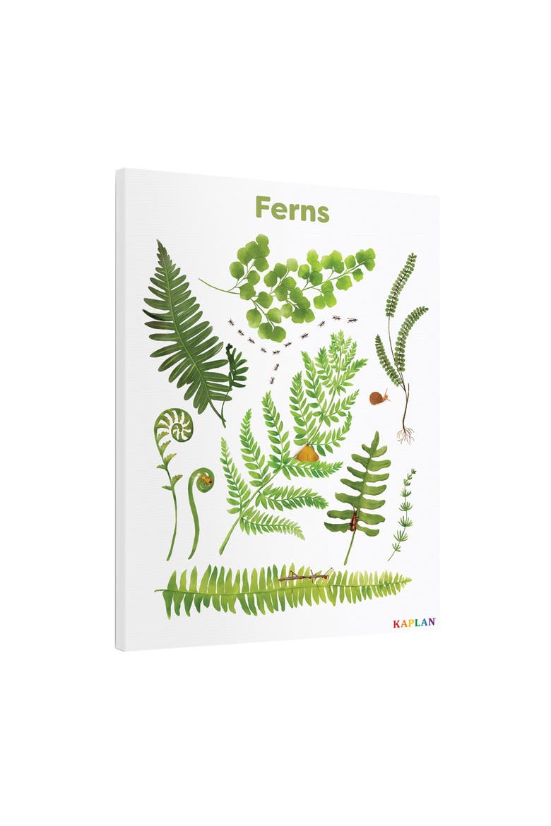 Fern Giclee Classroom Wall Print, Alternate, color, green