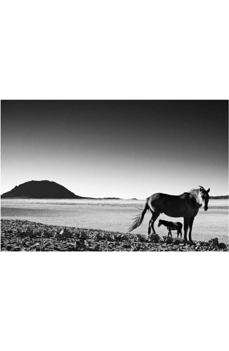 Mbare Foal - Fine Art Canvas Print by David Ballam, Alternate, color, N/A