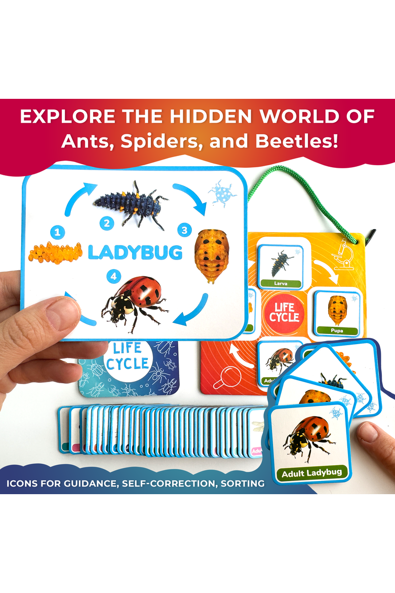 Kids Magnetic Learning Cards Set Life Cycle, Alternate, color, Part 1