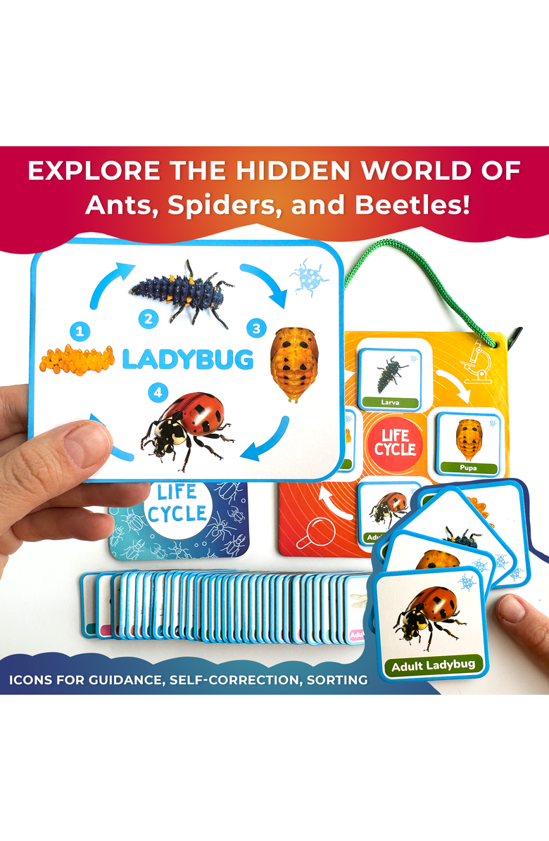 Quokka Life Cycle Magnetic Learning Cards Set for Kids, Alternate, color, Part 1