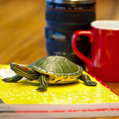 SAFARI LTD. SAFARI LTD. RED-EARED SLIDER TURTLE 
