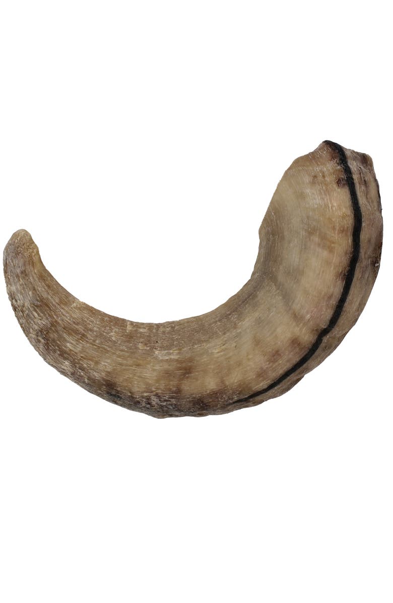 ICELANDIC+ Large Lamb Horn Dog Chew, Alternate, color, Multicolored