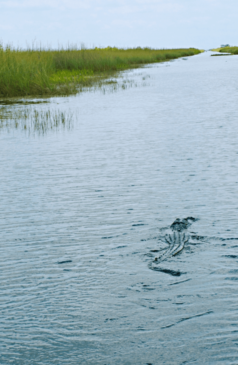 Samantha Siu - New York Eye Shine Necklace, Alternate, color, Gold / Green