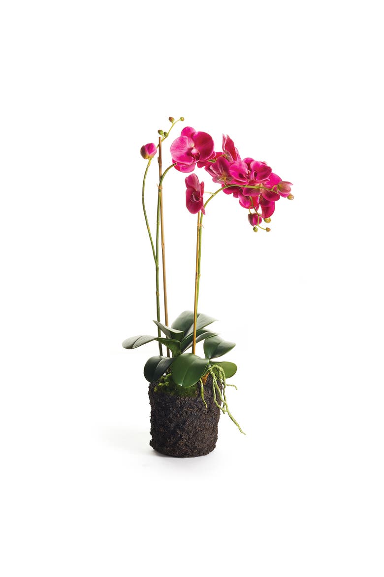 Phalaenopsis X 2 Drop-In 29", Main, color, pink