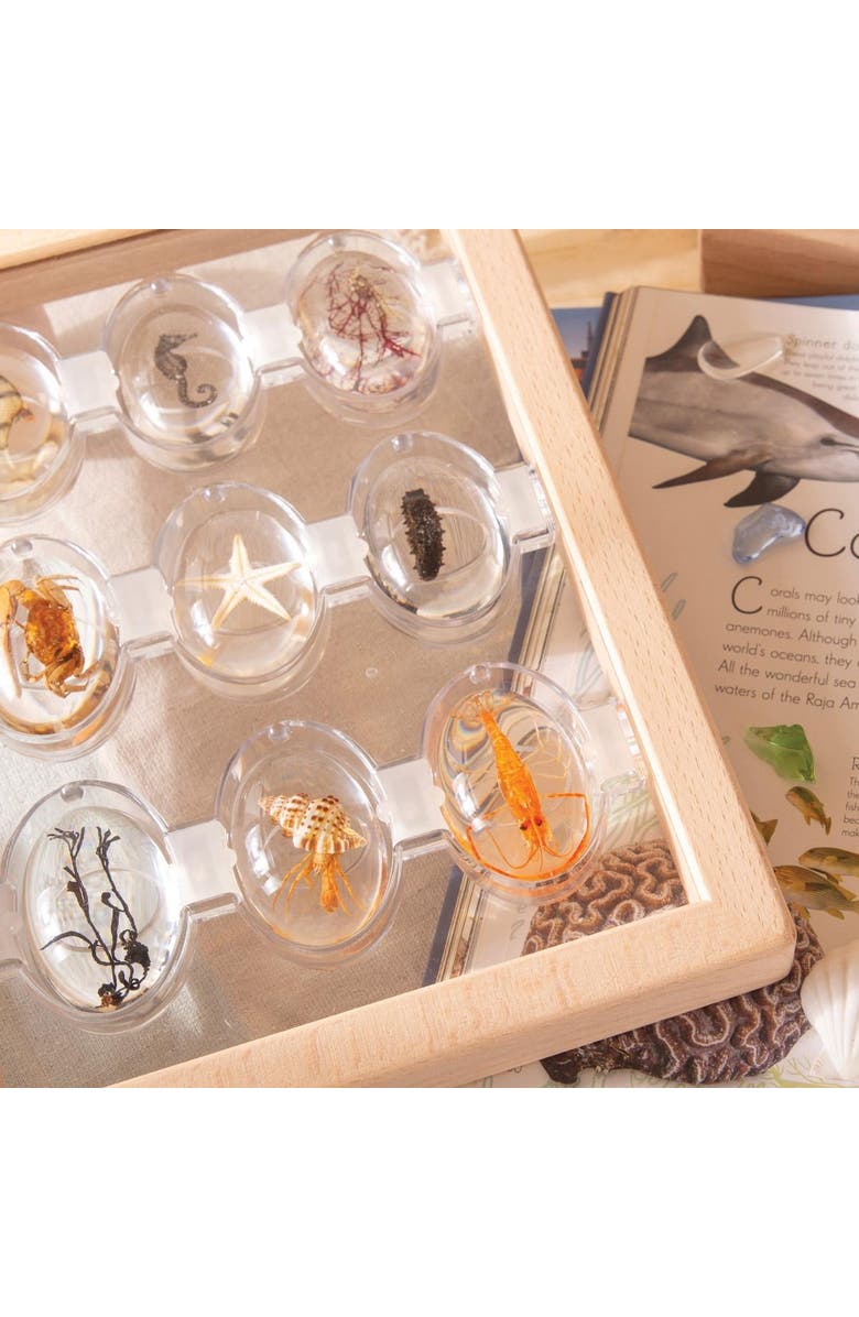 Kaplan Early Learning Company Specimen Stones Sea Creatures - 9 Pieces, Alternate, color, Clear