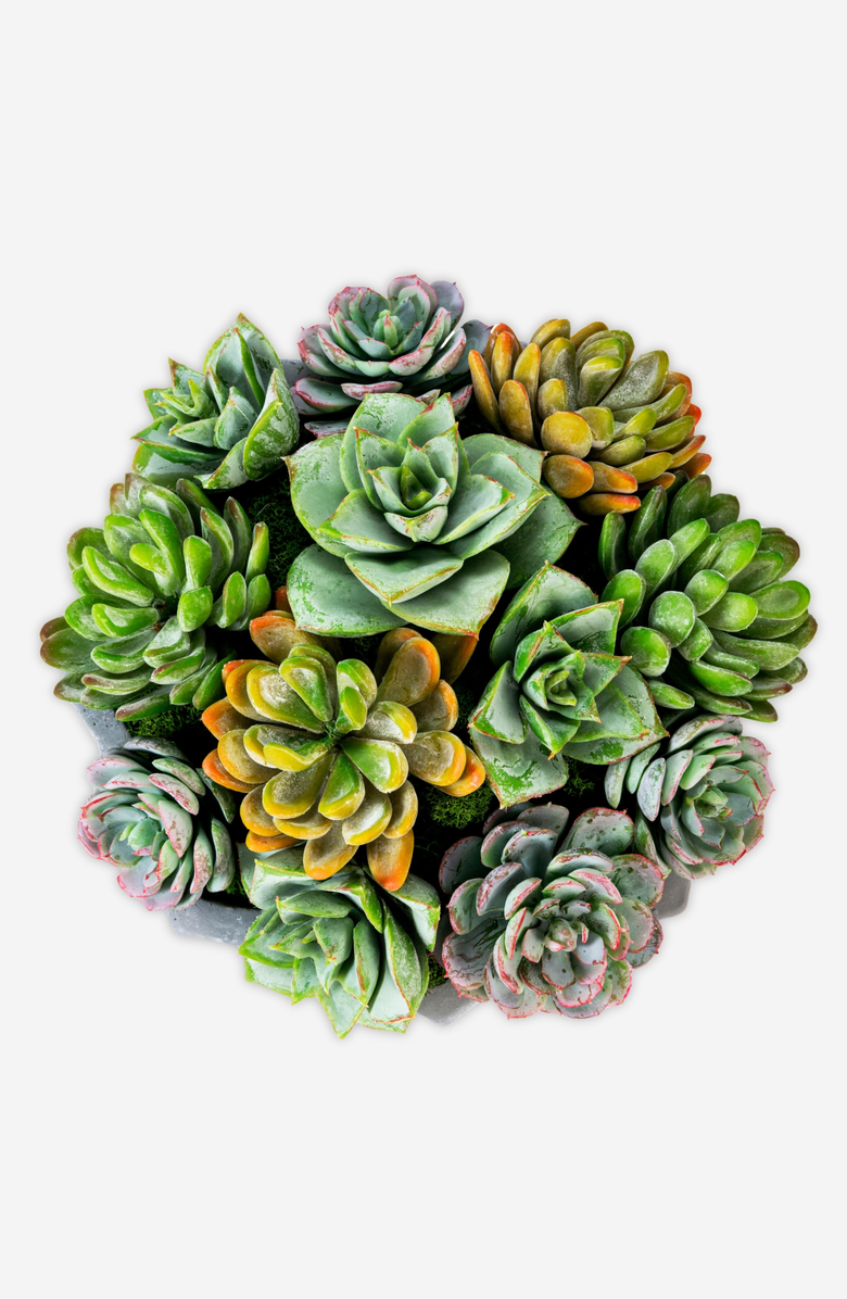 CocoBella Madison Pleated Ceramic Succulent Arrangement, Alternate, color, 