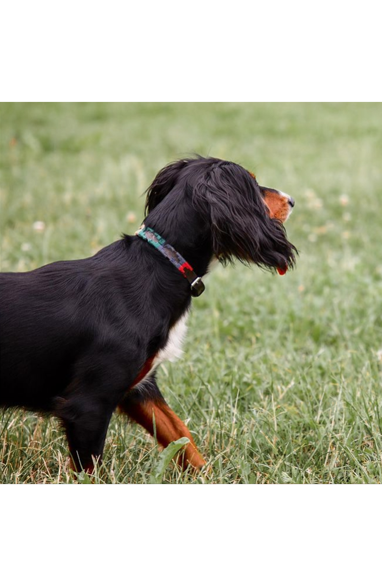 pampeano Pampa Dog Collar - Navidad, Alternate, color, 