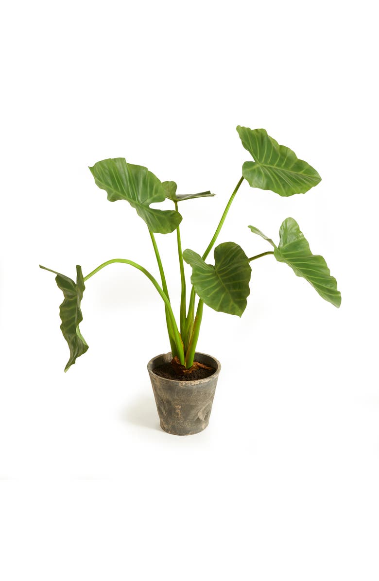 Napa Home & Garden Alocasia Potted 42", Main, color, Green