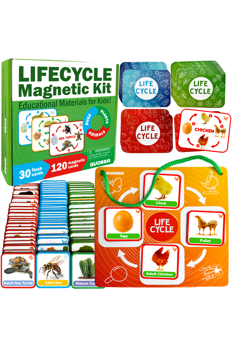 Kids Magnetic Learning Cards Set Life Cycle, Main, color, Part 1